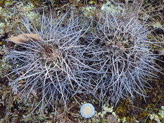 Mammillaria mystax