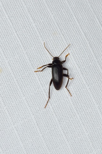 Lobopoda punctulata
