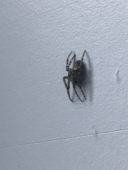 Zygiellinae