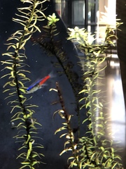 Paracheirodon innesi