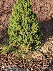 Picea glauca glauca