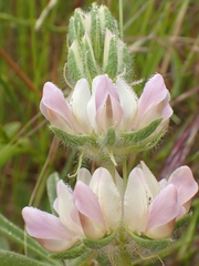 Lupinus microcarpus