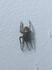 Zygiellinae