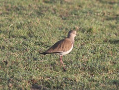Vanellus melanopterus