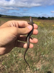 Plestiodon septentrionalis