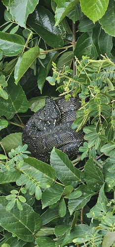 Diamond Python sighting