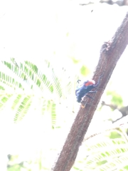 Euthyrhynchus floridanus