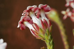 Erica ampullacea