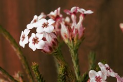 Erica ampullacea