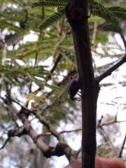 Euthyrhynchus floridanus