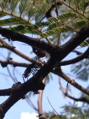 Euthyrhynchus floridanus