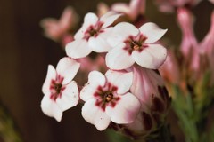 Erica ampullacea
