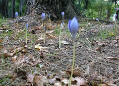 Crocus speciosus