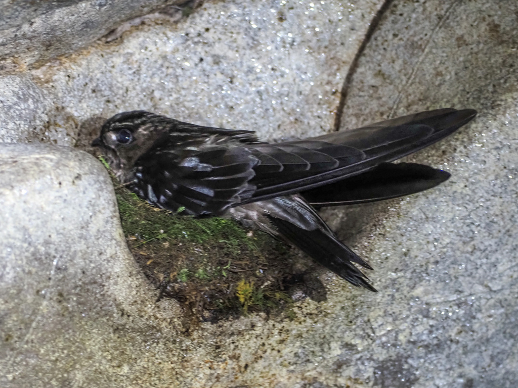 Mossy-Nest Swiftlet