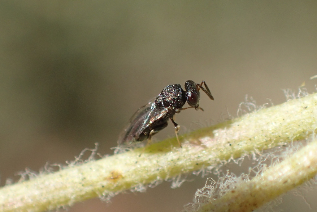 Pteromalini from South Los Angeles, Los Angeles, CA, USA on October 02 ...