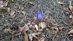 Crocus speciosus