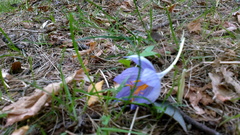 Crocus speciosus