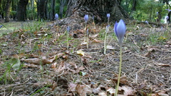 Crocus speciosus