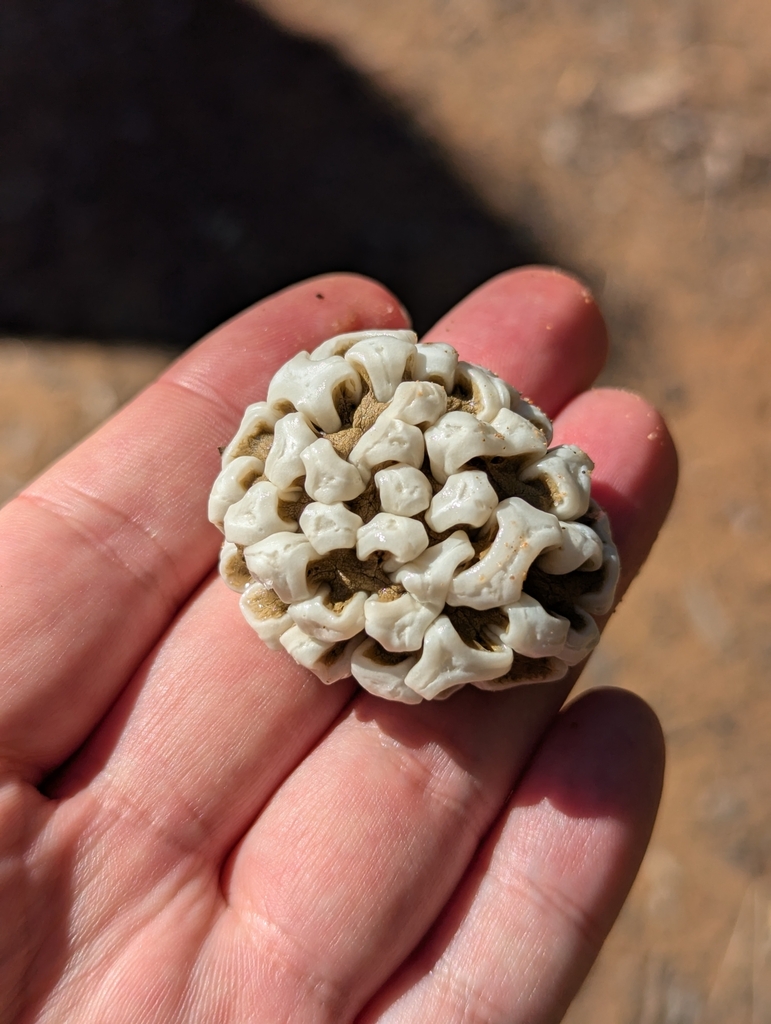 Ileodictyon gracile · May 2025 · photo: © lisabeeren (iNaturalist, cc-by)