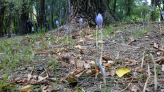 Crocus speciosus