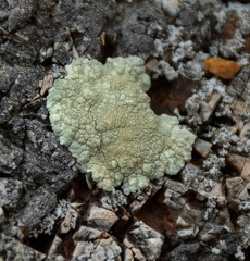 Protoparmeliopsis pinguis