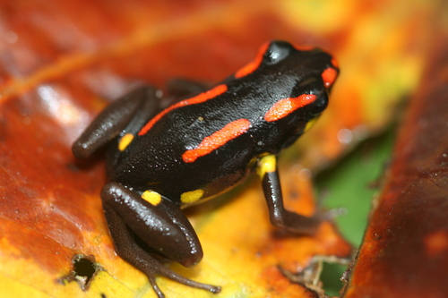 Santiago Poison Frog - Photo (c) Jean-Francois Brousseau, some rights reserved (CC BY-NC)