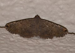 Toxonprucha pardalis