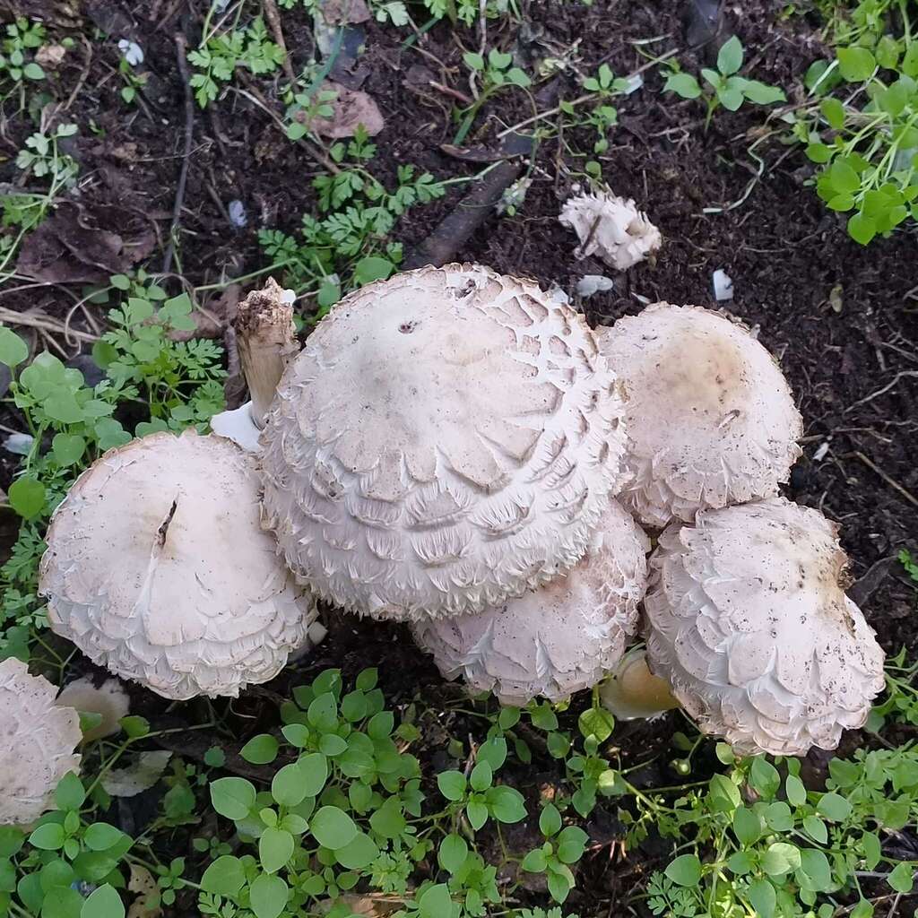 Rhacodium · May 2025 · photo: © zedt (iNaturalist, cc-by)