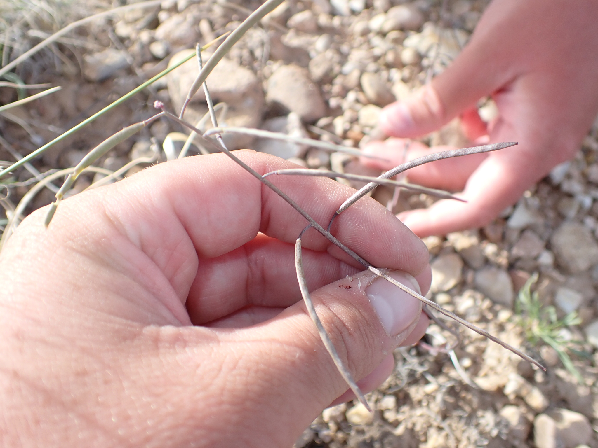 Boechera duchesnensis