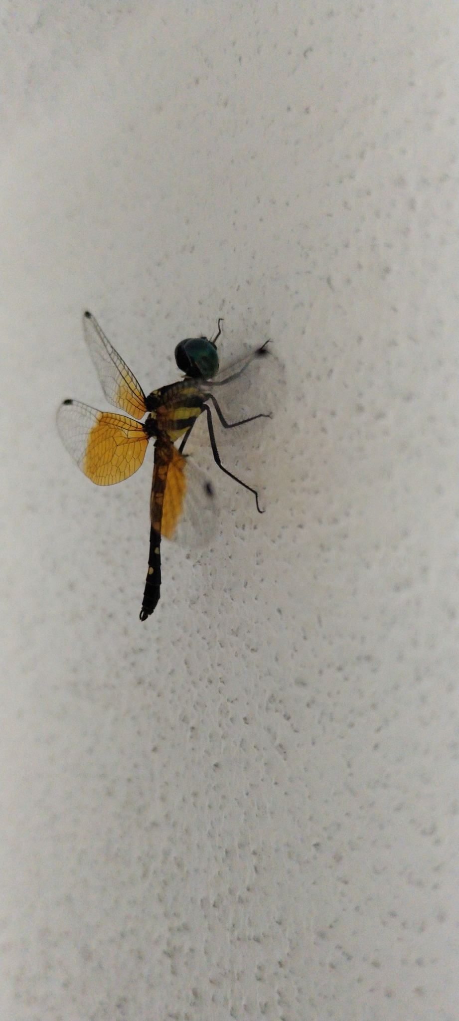 Pigmy Skimmer