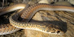 Psammophis leightoni