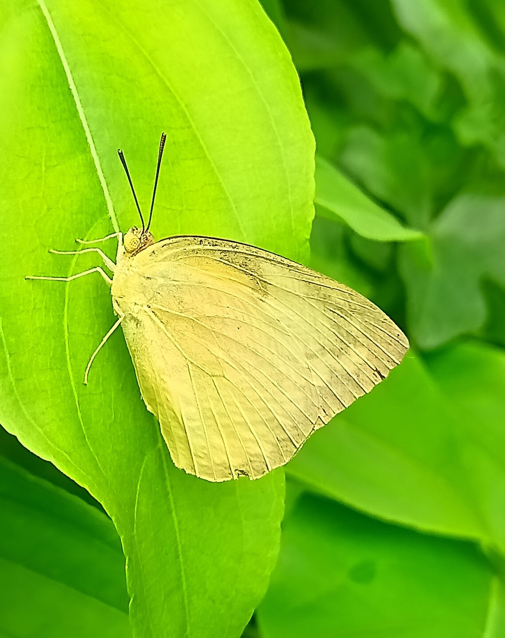 Lemon Emigrant