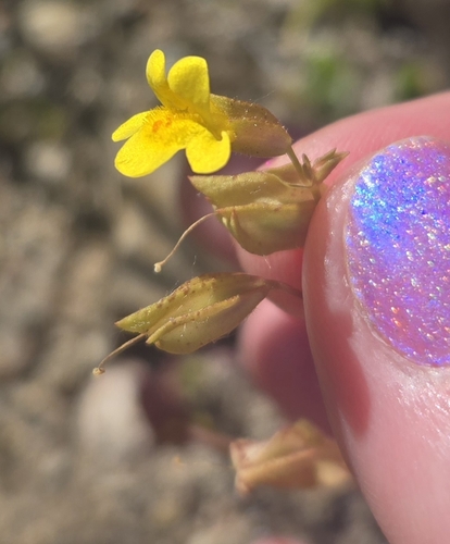Mimulus guttatus iNat (3)