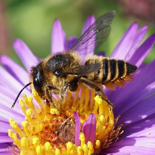 Patchwork Leafcutter Bee photo 4
