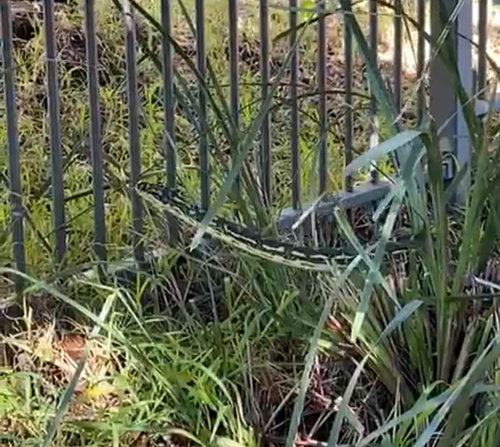 Diamond Python sighting