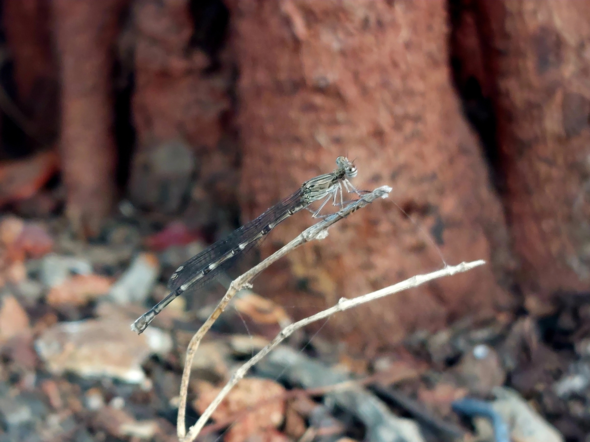 Black-Banded Threadtail