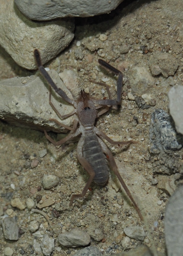 Ammotrechella setulosa