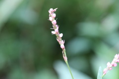 Persicaria caespitosa