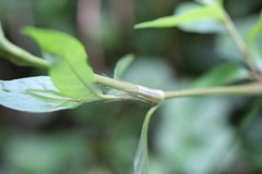 Persicaria caespitosa