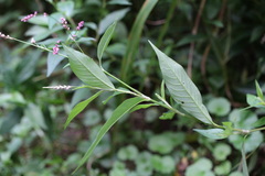 Persicaria caespitosa