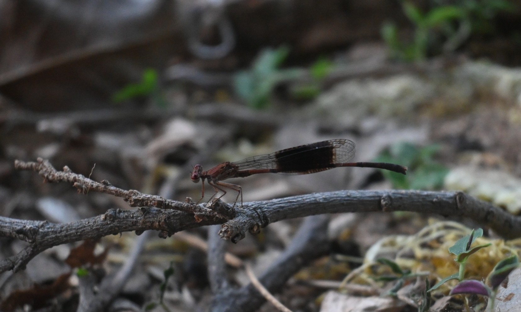 Black-Banded Threadtail