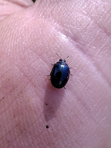 Willow Leaf Beetle photo 5