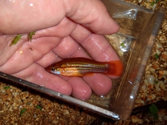 Xiphophorus hellerii