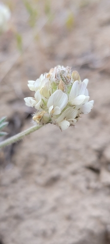 Astragalus spaldingii, 2025-05-20