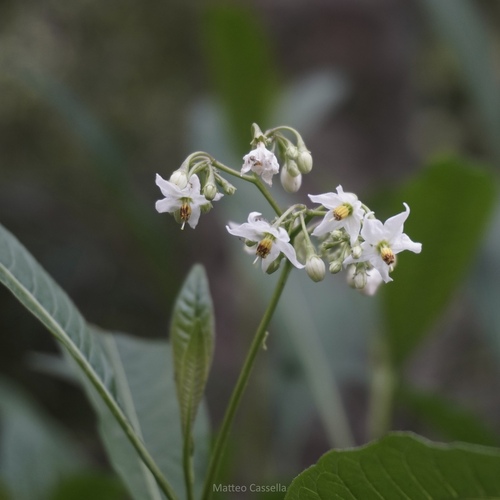Solanum aligerum, photograph 3