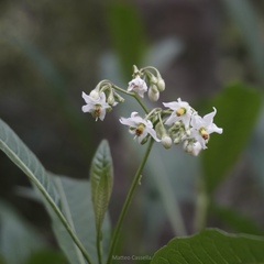 Solanum aligerum, photograph (c) Matteo Cassella, some rights reserved (CC BY-SA)