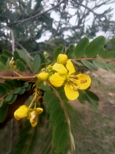 Senna siamea