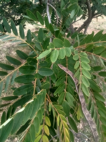 Senna siamea