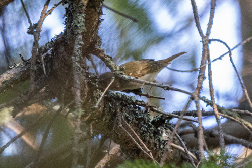 Sakhalin Leaf Warbler (Phylloscopus borealoides), photo 10
