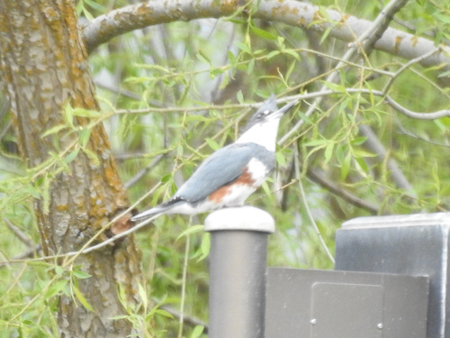 Belted Kingfisher photographed in Oregon